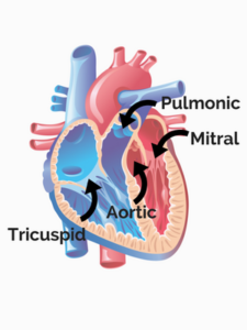 Valves of the Heart (1)